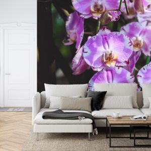 Papier Peint Belles Orchidées – Image 6