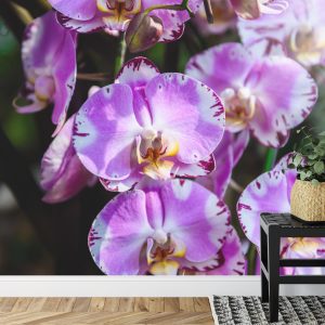 Papier Peint Belles Orchidées – Image 7