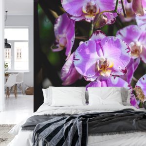 Papier Peint Belles Orchidées – Image 8