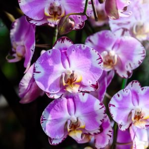 Papier Peint Belles Orchidées – Image 1