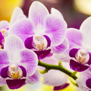 Papier Peint Orchidée Tropicale – Image 1