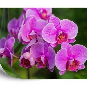 Papier Peint Fleurs D'orchidée 3D – Image 2