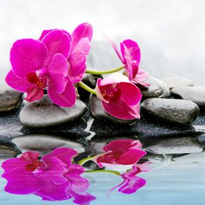 Papier Peint Magnifique Bébé Chou Spa – Image 1