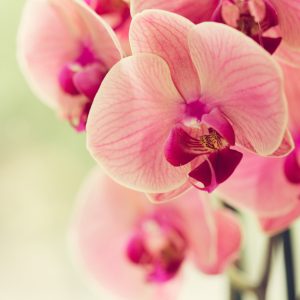 Papier Peint Belle Orchidée – Image 1