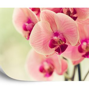 Papier Peint Belle Orchidée – Image 2