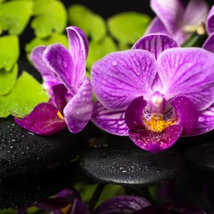 Papier Peint Spa Aux Orchidées – Image 1