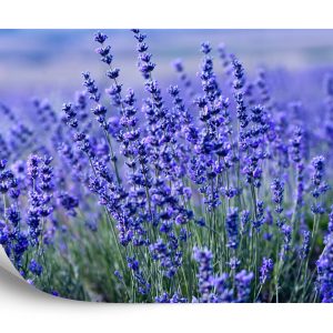 Papier Peint Forêt Dans Le Brouillard – Image 2