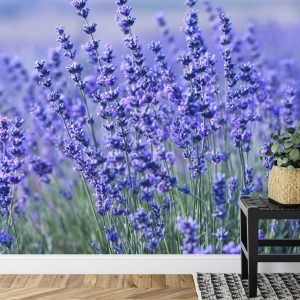 Papier Peint Forêt Dans Le Brouillard – Image 7