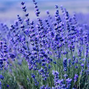 Papier Peint Forêt Dans Le Brouillard – Image 1