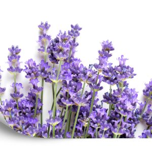 Papier Peint Forêt Dans Le Brouillard – Image 2