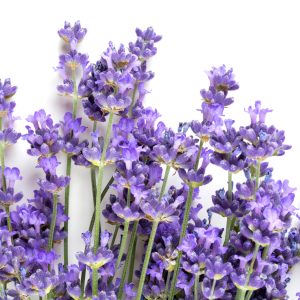 Papier Peint Forêt Dans Le Brouillard – Image 1