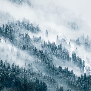 Papier Peint Forêt Dans Le Brouillard – Image 1