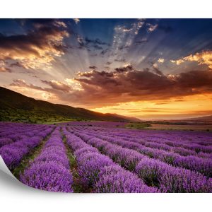 Papier Peint Forêt Dans Le Brouillard – Image 2