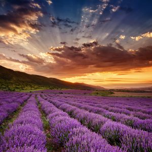 Papier Peint Forêt Dans Le Brouillard – Image 1