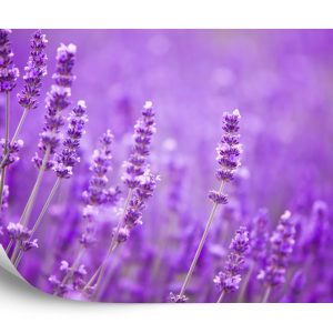 Papier Peint Fototapete Landschaft Feld Lavande – Image 2