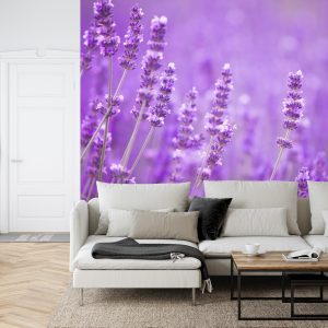 Papier Peint Fototapete Landschaft Feld Lavande – Image 6