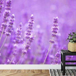 Papier Peint Fototapete Landschaft Feld Lavande – Image 7