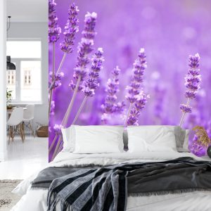 Papier Peint Fototapete Landschaft Feld Lavande – Image 8