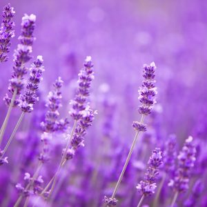 Papier Peint Fototapete Landschaft Feld Lavande – Image 1