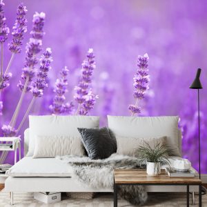 Papier Peint Fototapete Landschaft Feld Lavande – Image 3