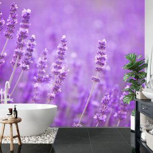 Papier Peint Fototapete Landschaft Feld Lavande – Image 5