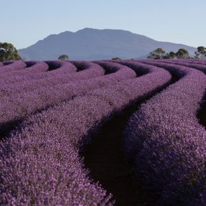 Papier Peint Forêt Dans Le Brouillard – Image 1