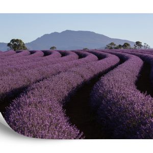 Papier Peint Forêt Dans Le Brouillard – Image 2