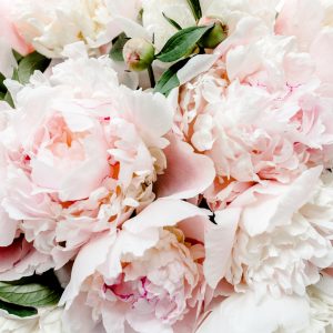 Papier Peint Pivoines Colorées – Image 1