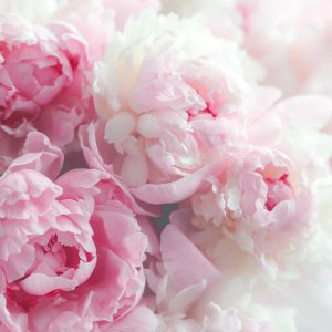 Papier Peint Pivoines En Fleurs – Image 1