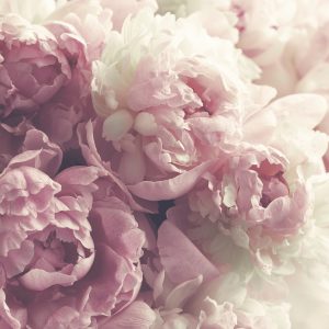 Papier Peint Pivoines En Fleurs – Image 1