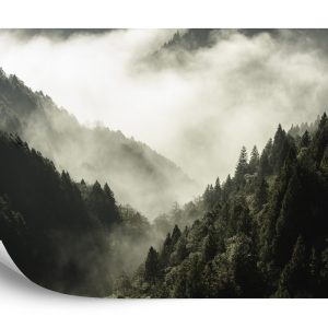 Papier Peint Forêt Dans Le Brouillard – Image 2