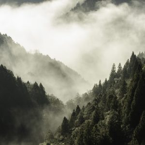 Papier Peint Forêt Dans Le Brouillard – Image 1