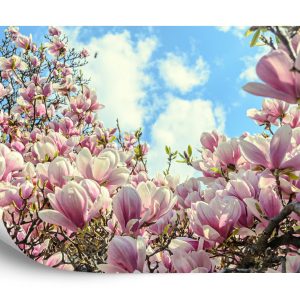 Papier Peint Magnolia À Fleurs Colorées – Image 2