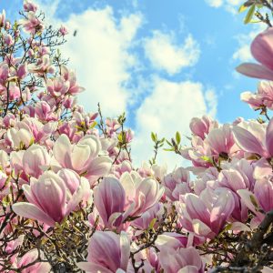 Papier Peint Magnolia À Fleurs Colorées – Image 1