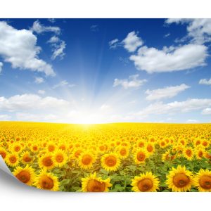 Papier Peint Champ De Tournesols En Fleurs – Image 2