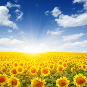 Papier Peint Champ De Tournesols En Fleurs – Image 1