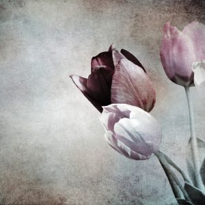 Papier Peint Tulipes Vintage – Image 1