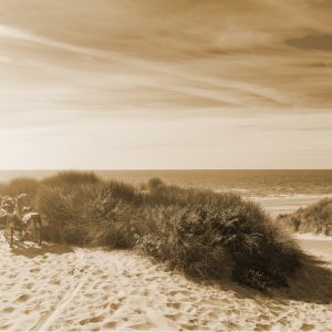 Papier Peint Le Dernier De L'été Soleil Sépia – Image 1