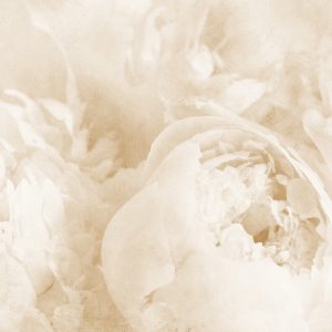 Papier Peint Belles Fleurs Fanées Vintage Sépia – Image 1