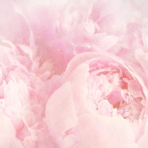 Papier Peint Belles Fleurs Rose Vintage Fané – Image 1