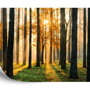 Papier Peint Lever Du Soleil De La Forêt – Image 2