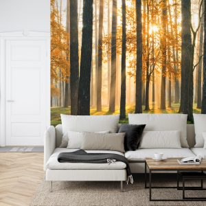 Papier Peint Lever Du Soleil De La Forêt – Image 6