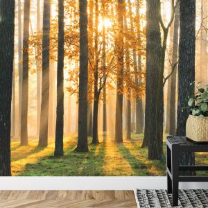 Papier Peint Lever Du Soleil De La Forêt – Image 7