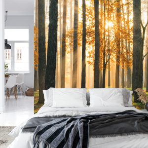 Papier Peint Lever Du Soleil De La Forêt – Image 8