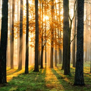 Papier Peint Lever Du Soleil De La Forêt – Image 1