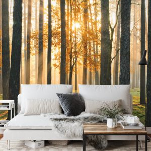 Papier Peint Lever Du Soleil De La Forêt – Image 3