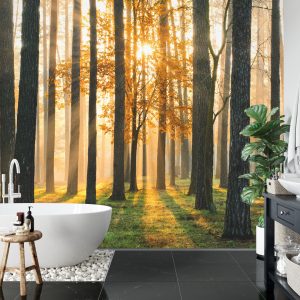 Papier Peint Lever Du Soleil De La Forêt – Image 5