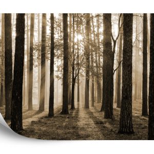 Papier Peint Lever Du Soleil En Sépia – Image 2