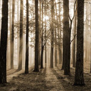 Papier Peint Lever Du Soleil En Sépia – Image 1