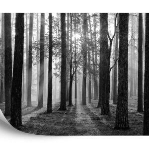 Papier Peint Lever Du Soleil En Noir Et Blanc – Image 2